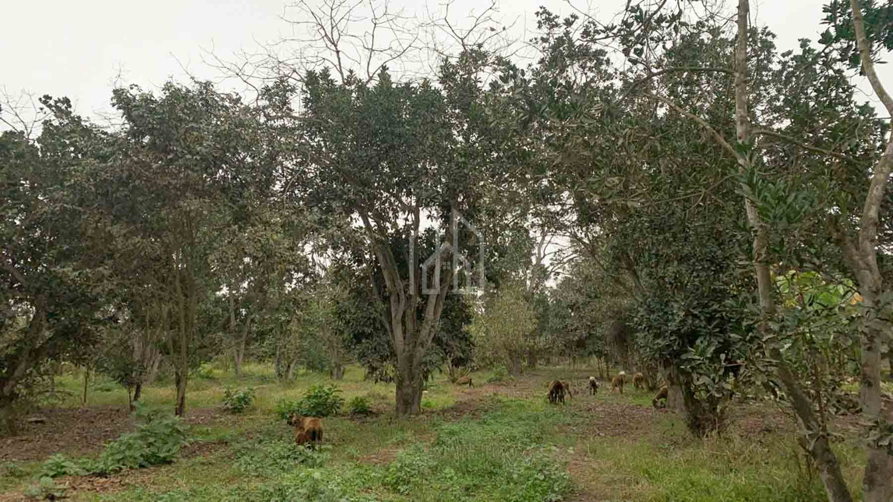 terreno en venta pachacamac-8