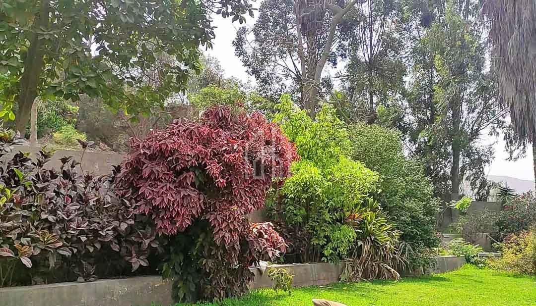 casa de campo en venta chaclacayo-11